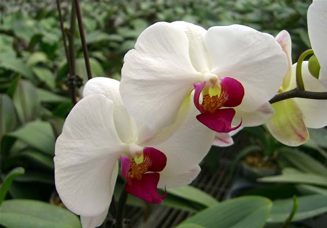 Phalaenopsis Flowers Pictures