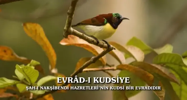 Evrad-ı Kudsiye Okunuşu, Anlamı ve Fazileti