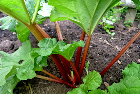 Rhubarb, urban farming