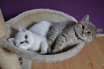 Silver & Golden British shorthair