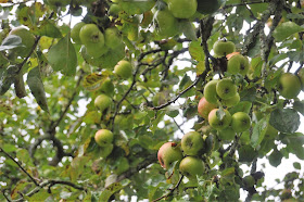 Days Out in Brighton - Apple Day photo by Sarah Agnew Modernbricabrac