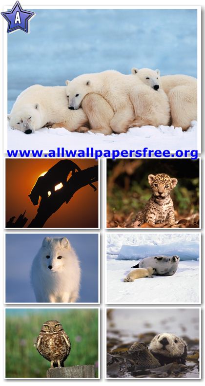 100 Amazing Animals Wallpapers 1600 X 1200 [Set 16]