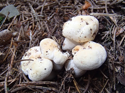 Orawa, Lipnica Mała, grzyby lipcowe, grzybobranie na Orawie, grzybobranie w lipcu, borowik ceglastopory, Boletus luridus, pieniężnica szerokoblaszkowa, Megacollybia platyphylla, kolczak obłączasty, Hydnum repandum, muchomor mglejarka, pieprznik jadalny, kurka