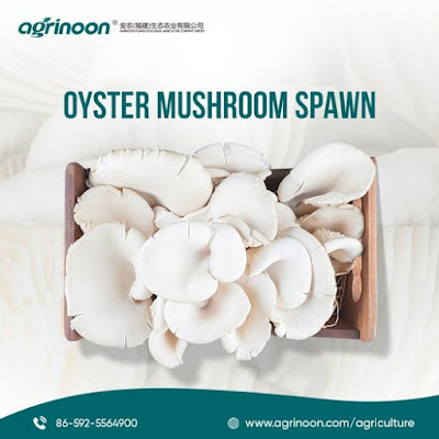 Oyster mushroom spawn