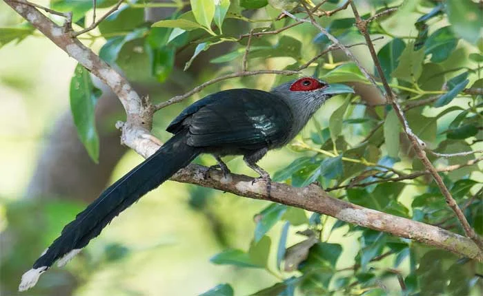 Beautiful pictures of cuckoo birds - Doel, cuckoo, myna, teal, pigeon, magpie, cockatoo, beautiful pictures of birds - birds - NeotericIT.com