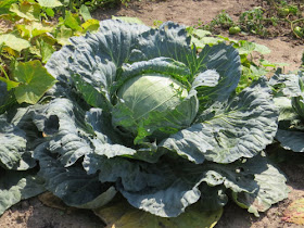 cabbage