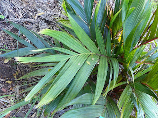 Areca vestiaria 'maroon' - Aréquier marron