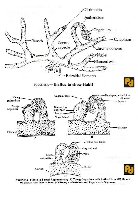 Vaucheria