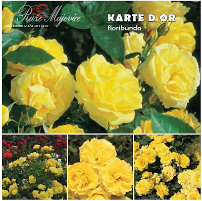 KARTE D OR - Carte D'or Spektakularna floribunda.