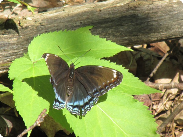 IMG_6944 Red-spotted Purple Butterfly (3)