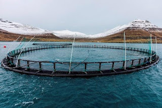 Fishing net and aquaculture cage