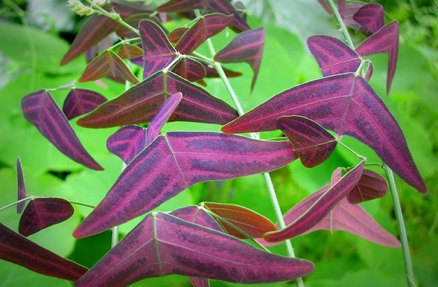 Pokok Rerama Daun Ungu (purple)