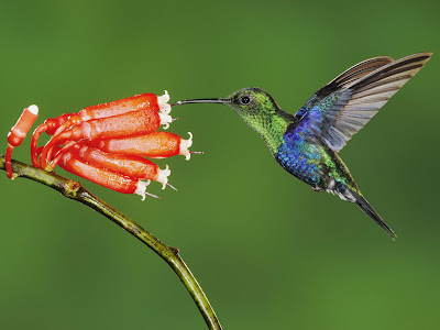 Beautiful Hummingbird Bird Wallpaper