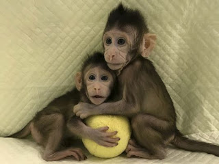 Spotlight : Chinese Scientists Clone Two Monkeys.