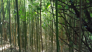 foresta di bambù?