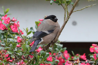 Female Bullfinch