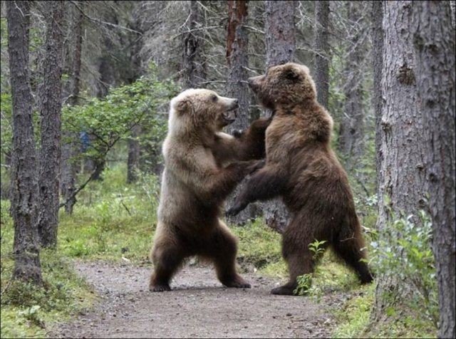 Bears fighting pictures, animals fighting, wild animals