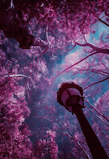 image of a fantasy world with a blue sky, pink-leafed trees, and a lamp post