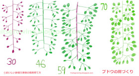 ブドウ摘粒の概念図-ブドウの房作り-シャインマスカット-巨峰-マスカットベリーA