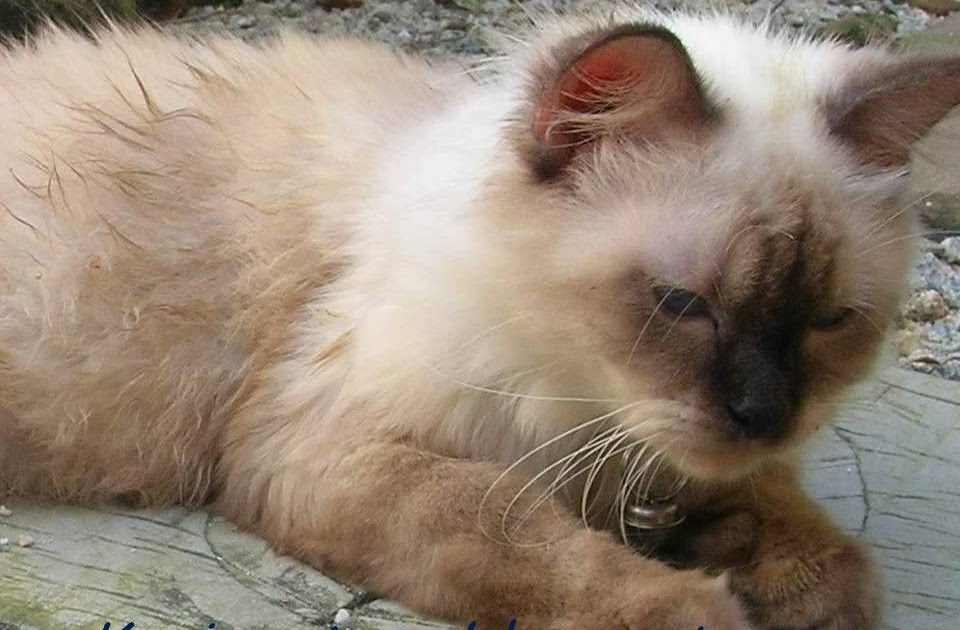 Kucing Utara: Kelemumur kucing