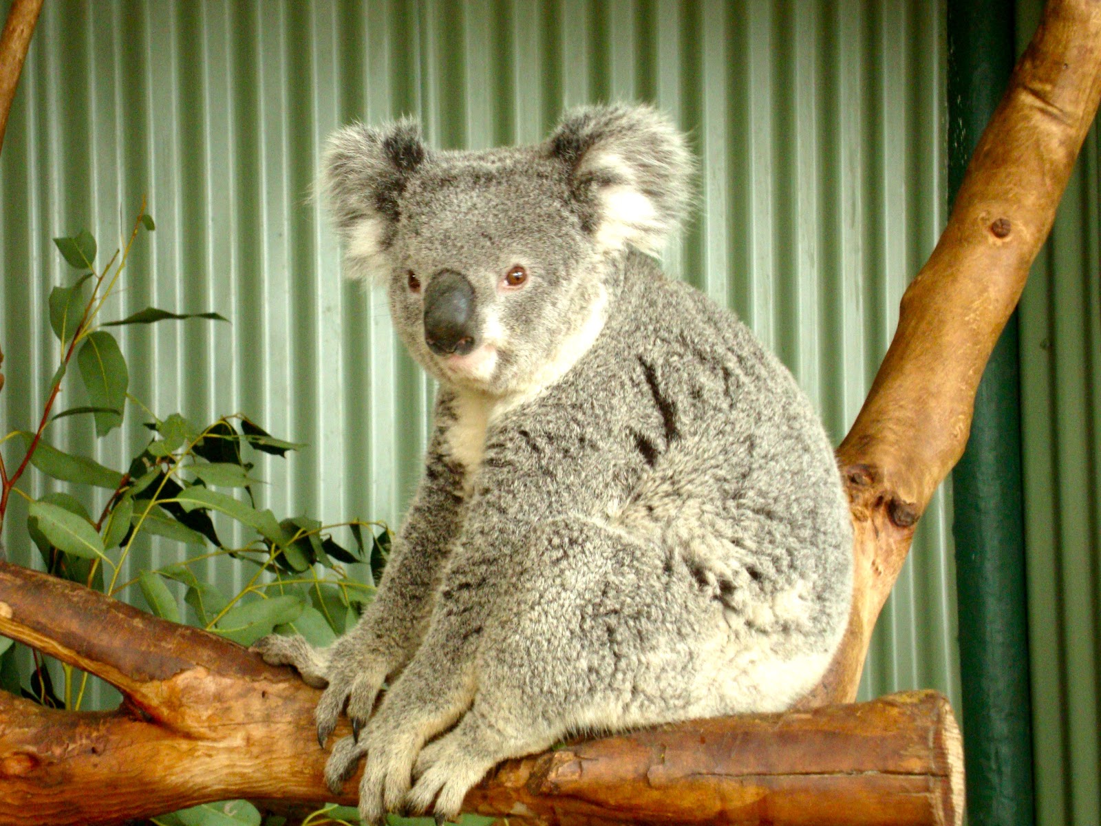 Berjumpa Koala Imut dan Kanguru Lucu  di  Sydney Traveling 