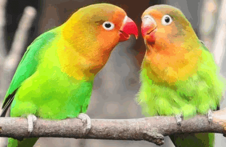 Cara Mengatasi Burung Lovebird Macet Bertelur atau 