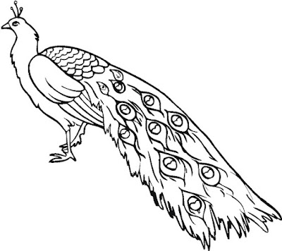 Sketsa gambar burung merah Sketsa gambar burung merah