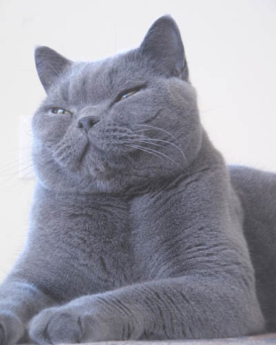 Russian Blue Images