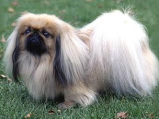 pekingese dog breeds cute pets hound info puppy animal picture