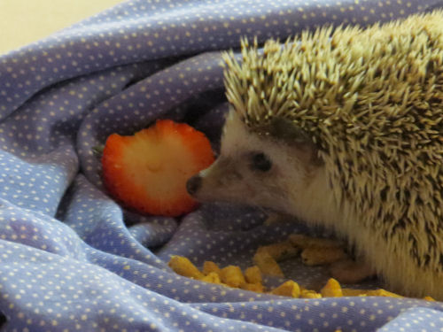 hedgehog