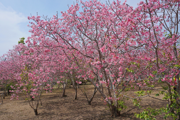 台中新社月湖莊園櫻花林上百棵粉紅富士櫻盛開，免費參觀拍照