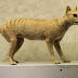 Thylacine (தைலசீன்) - ஆஸ்திரேலியாவின் இழப்பு [Australia]