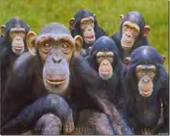 chimps7
