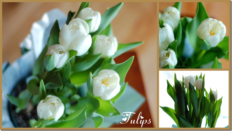 Tulips