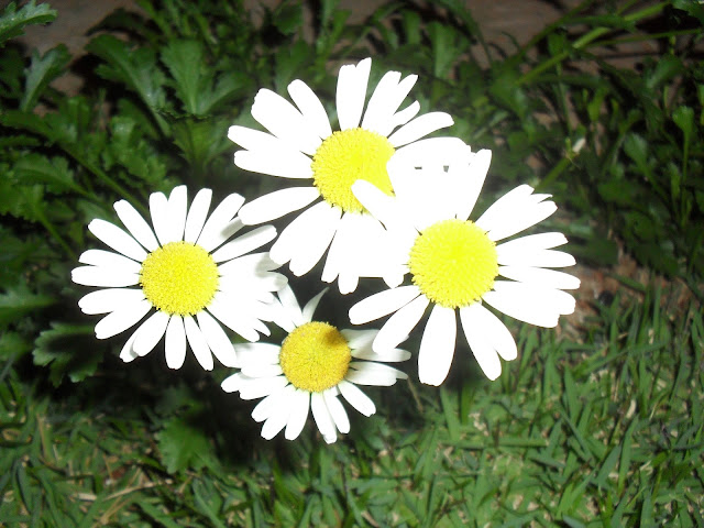 Daisy Flower HD Wallpapers Free Download