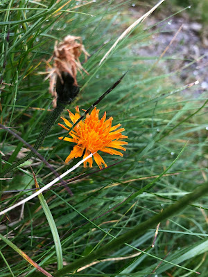 [Asteraceae] Crespis aurea – Golden Hawk's Beard (Radicchiella aranciata)