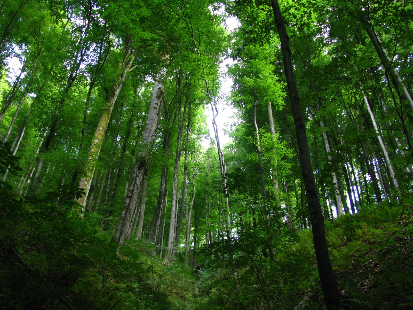 Hutan Hujan Tropis - KUMPULAN MAKALAH