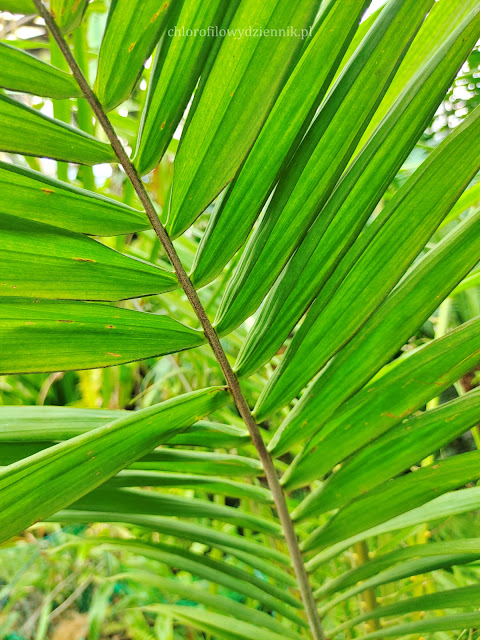 Plama olejowa olejodajna olejowiec masłopalma oil palm Elaeis guineensis pochodzienie uprawa gdzie skąd co jak rosnie wyglada czy olej palmowy jest zdrowy dlaczego klimat uprawa hodowla pokroj mapa wystepowania pochodzenia