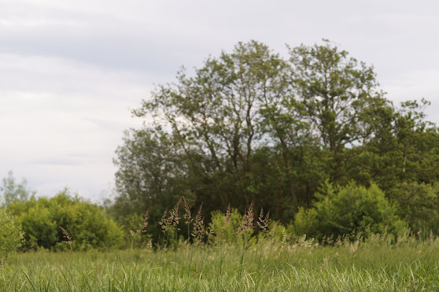 summer grass in Norfolk