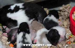 cach-phan-biet-chuot-hamster-winter-white-ww-va-campell-chuyen-nghiep-6