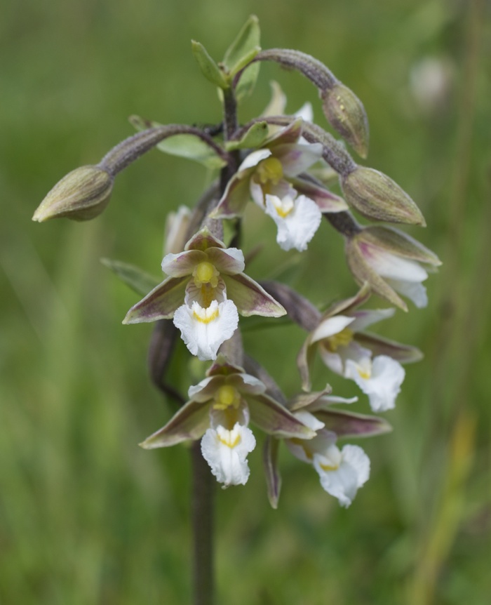 Epipactis des marais