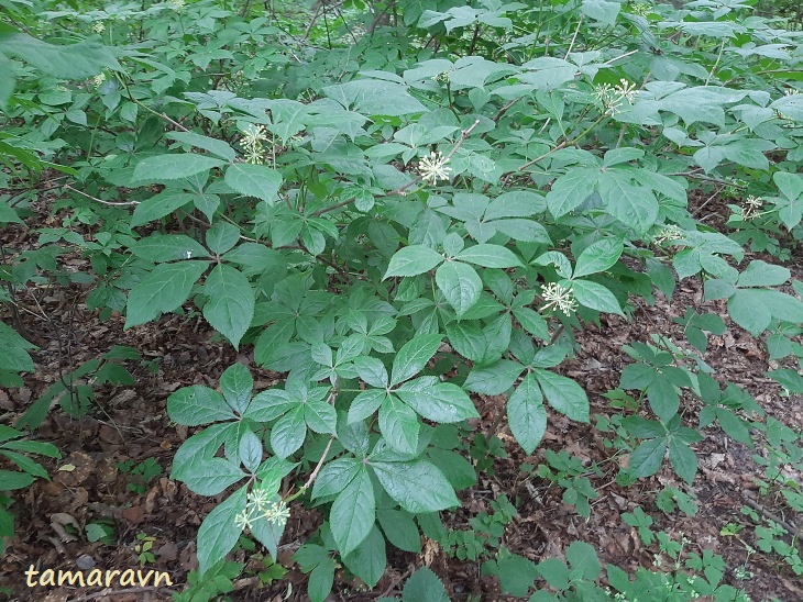 Элеутерококк колючий / Свободноягодник колючий (Eleutherococcus senticosus)