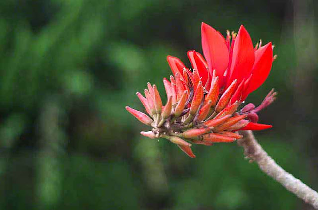 Flowers, Deigo, Erythrina orientalis