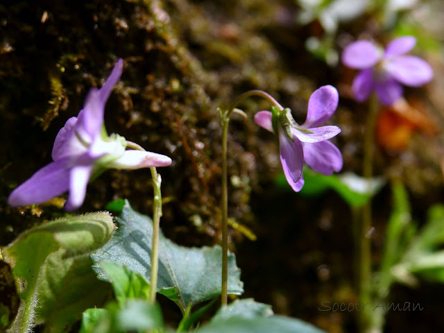 Viola grypoceras