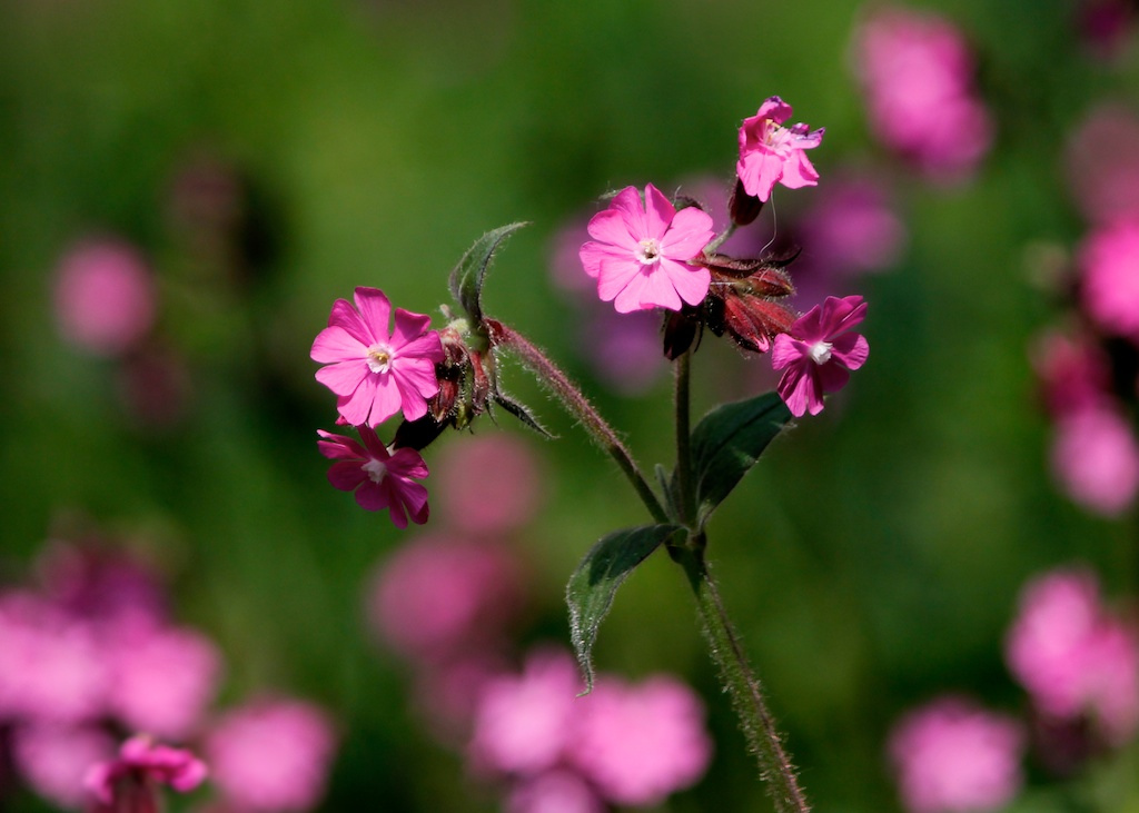 Pink flowers