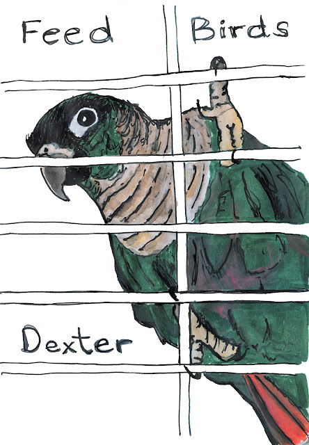 Dexter the conure, pen and ink with watercolour by Ana Tirolese ©2012