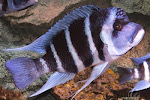 jenis cichlid afrika