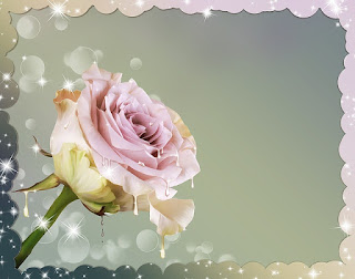 gambar background bunga mawar ping