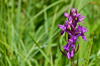 Dactylorhiza majalis