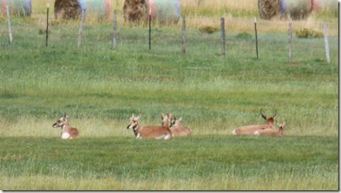 Pronghorn Antelope near Granby, Colordado